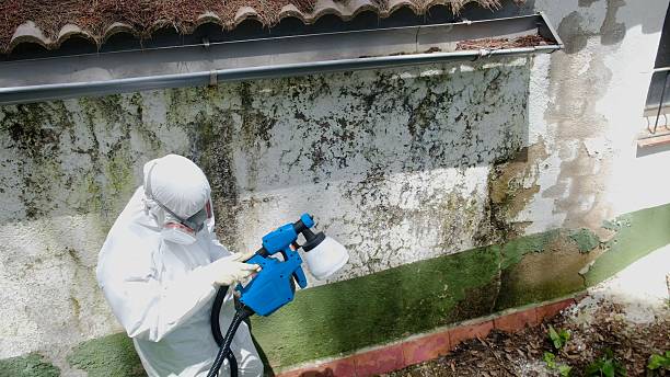 Top rated local Mold Remediation specialists in College Park, GA